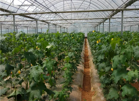 平乡果蔬种植示范区设计